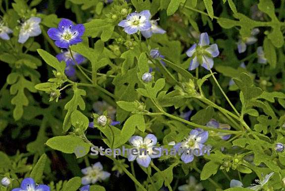 nemophila pulchella 3 graphic